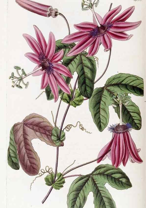 Reproducción/Reproduction 49822951006: Edwards's botanical register.. London :James Ridgway,1829-1847.. 