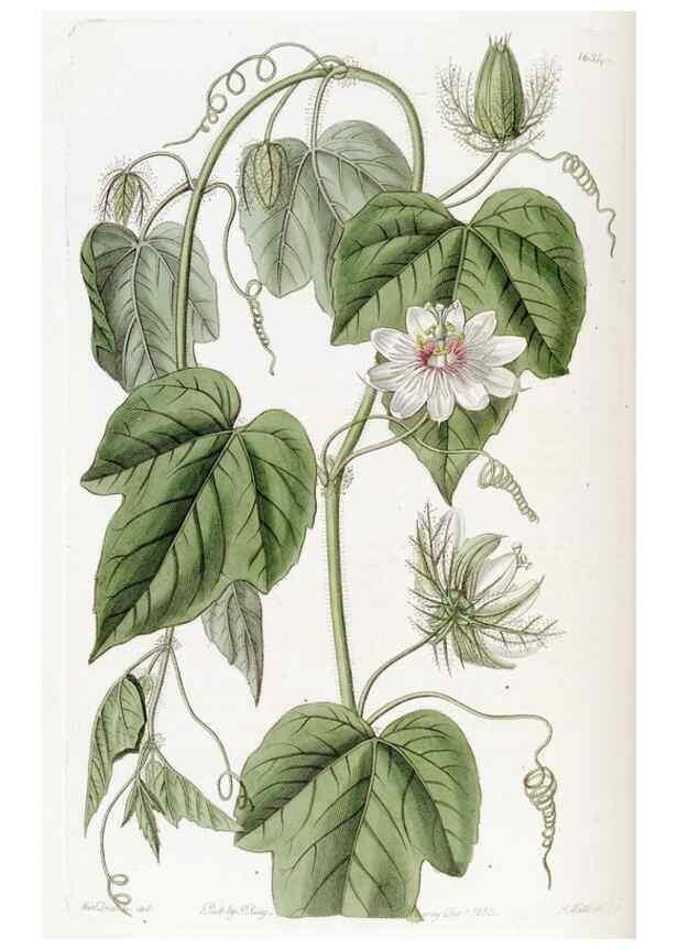 Reproducción/Reproduction 49822951356: Edwards's botanical register.. London :James Ridgway,1829-1847.. 