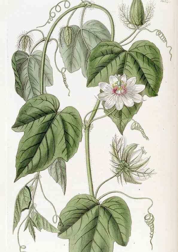 Reproducción/Reproduction 49822951356: Edwards's botanical register.. London :James Ridgway,1829-1847.. 