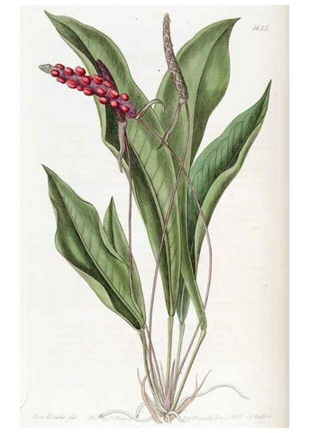 Reproducción/Reproduction 49822418168: Edwards's botanical register.. London :James Ridgway,1829-1847.. 