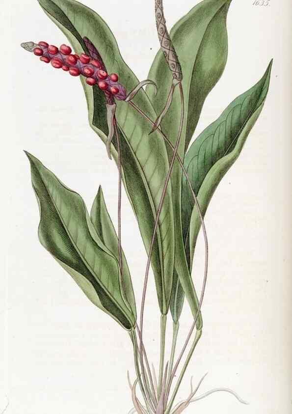 Reproducción/Reproduction 49822418168: Edwards's botanical register.. London :James Ridgway,1829-1847.. 