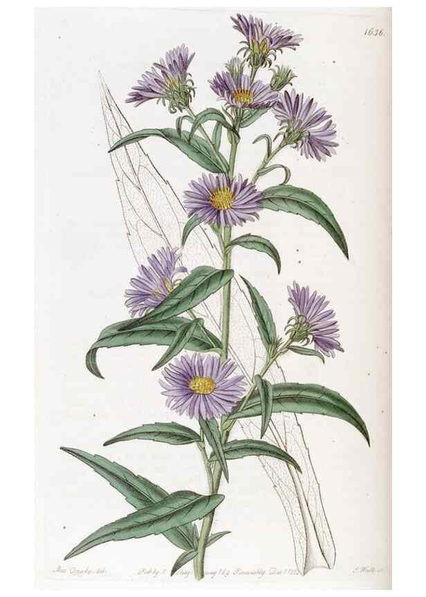 Reproducción/Reproduction 49823269837: Edwards's botanical register.. London :James Ridgway,1829-1847.. 