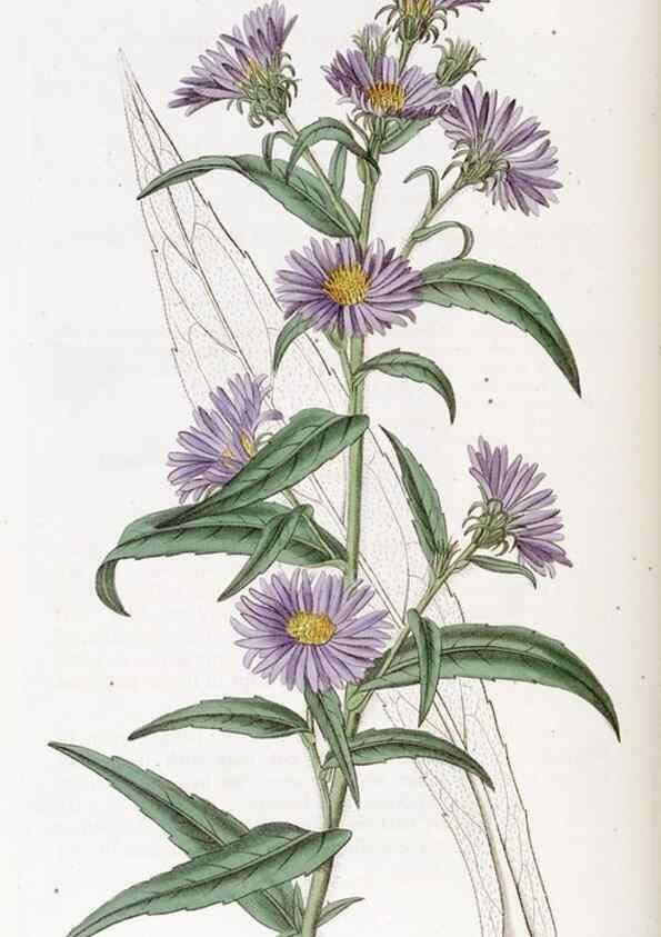 Reproducción/Reproduction 49823269837: Edwards's botanical register.. London :James Ridgway,1829-1847.. 