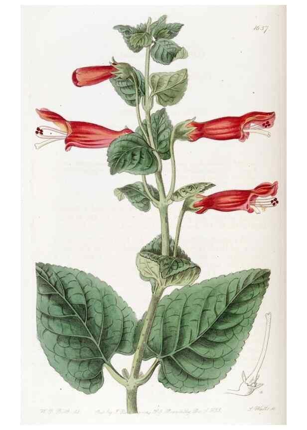 Reproducción/Reproduction 49822952561: Edwards's botanical register.. London :James Ridgway,1829-1847.. 