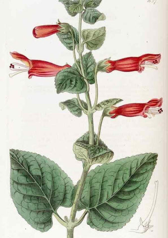 Reproducción/Reproduction 49822952561: Edwards's botanical register.. London :James Ridgway,1829-1847.. 