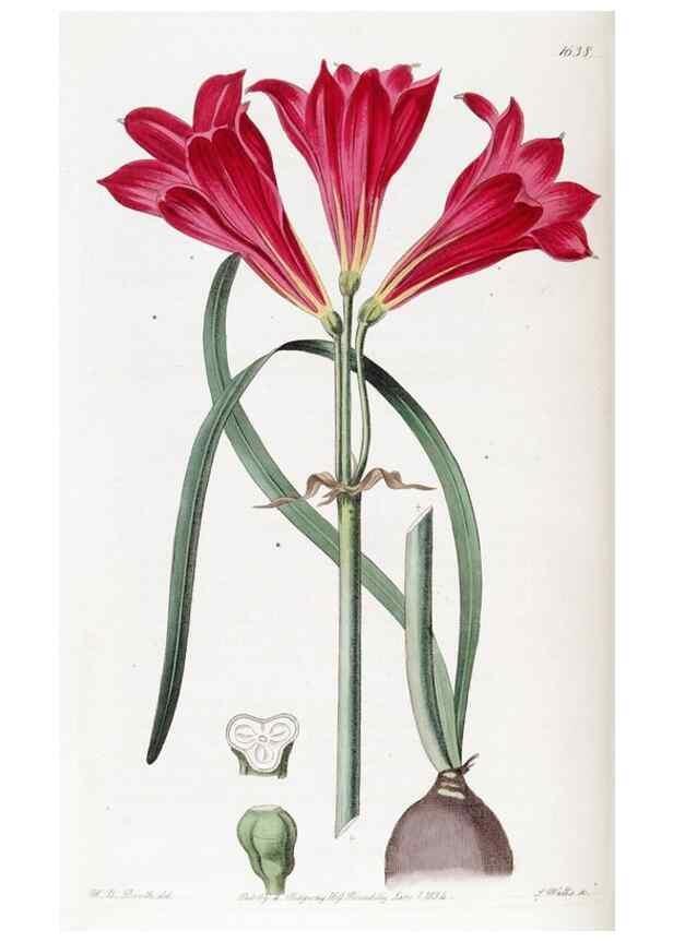 Reproducción/Reproduction 49822952846: Edwards's botanical register.. London :James Ridgway,1829-1847.. 
