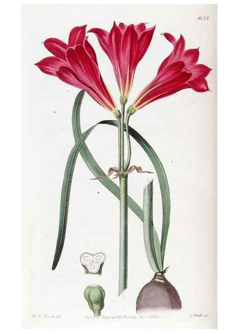 Reproducción/Reproduction 49822952846: Edwards's botanical register.. London :James Ridgway,1829-1847.. 