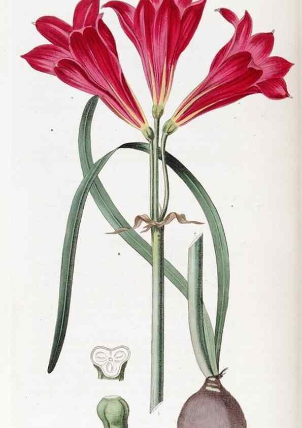 Reproducción/Reproduction 49822952846: Edwards's botanical register.. London :James Ridgway,1829-1847.. 