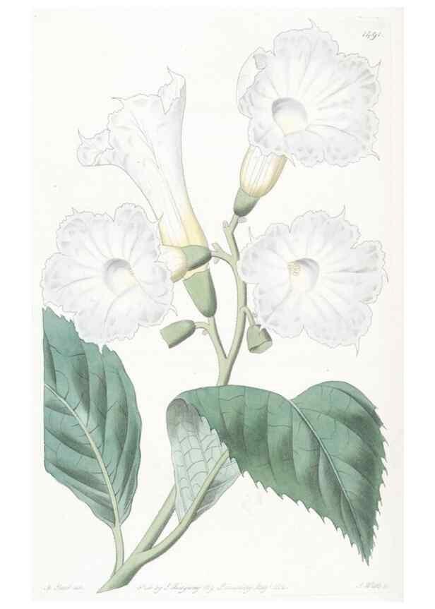 Reproducción/Reproduction 49825205631: Edwards's botanical register.. London :James Ridgway,1829-1847.. 