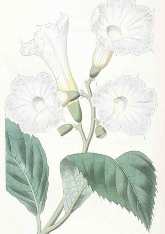 Reproducción/Reproduction 49825205631: Edwards's botanical register.. London :James Ridgway,1829-1847.. 