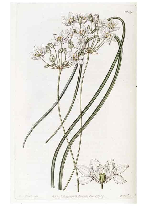 Reproducción/Reproduction 49823270912: Edwards's botanical register.. London :James Ridgway,1829-1847.. 