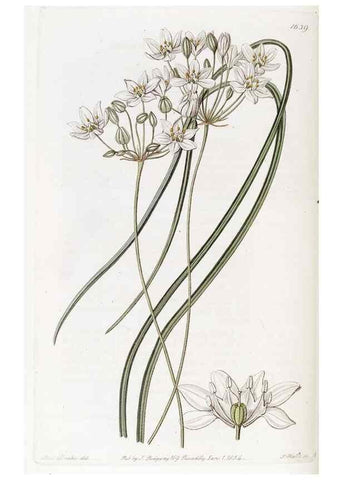 Reproducción/Reproduction 49823270912: Edwards's botanical register.. London :James Ridgway,1829-1847.. 