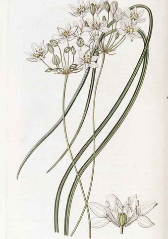 Reproducción/Reproduction 49823270912: Edwards's botanical register.. London :James Ridgway,1829-1847.. 