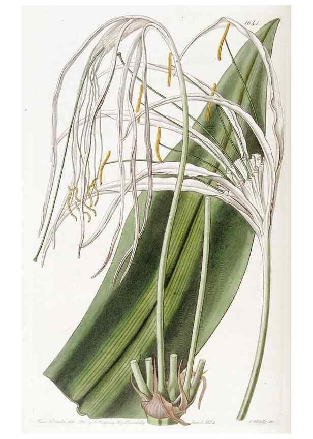 Reproducción/Reproduction 49822420638: Edwards's botanical register.. London :James Ridgway,1829-1847.. 