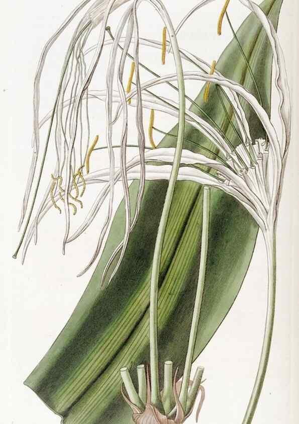 Reproducción/Reproduction 49822420638: Edwards's botanical register.. London :James Ridgway,1829-1847.. 