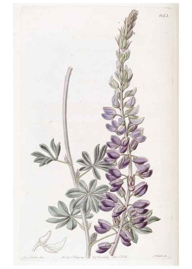 Reproducción/Reproduction 49822421063: Edwards's botanical register.. London :James Ridgway,1829-1847.. 