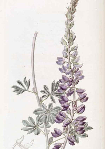 Reproducción/Reproduction 49822421063: Edwards's botanical register.. London :James Ridgway,1829-1847.. 