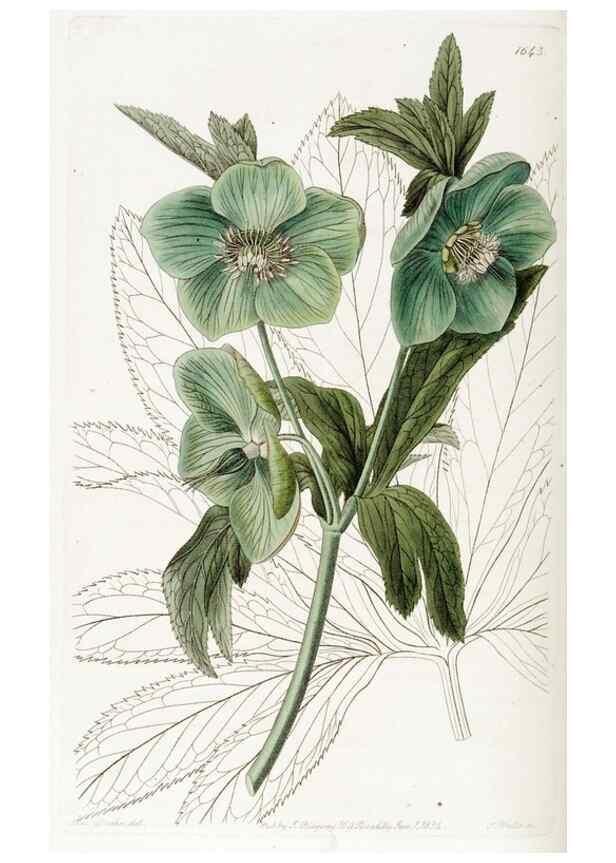 Reproducción/Reproduction 49822954891: Edwards's botanical register.. London :James Ridgway,1829-1847.. 