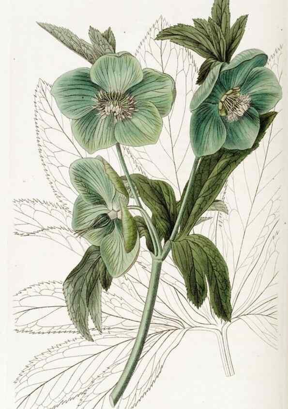 Reproducción/Reproduction 49822954891: Edwards's botanical register.. London :James Ridgway,1829-1847.. 