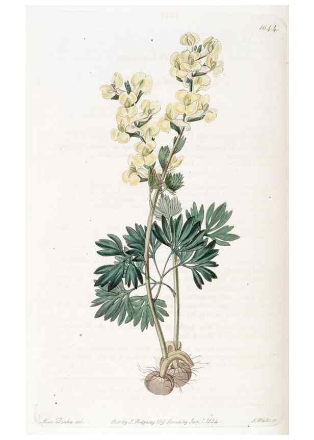 Reproducción/Reproduction 49822955251: Edwards's botanical register.. London :James Ridgway,1829-1847.. 
