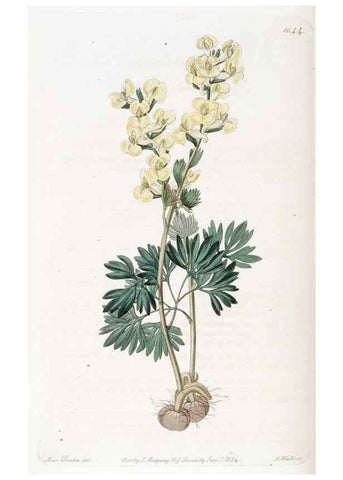 Reproducción/Reproduction 49822955251: Edwards's botanical register.. London :James Ridgway,1829-1847.. 