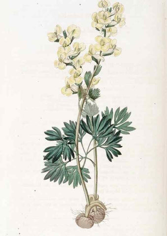 Reproducción/Reproduction 49822955251: Edwards's botanical register.. London :James Ridgway,1829-1847.. 