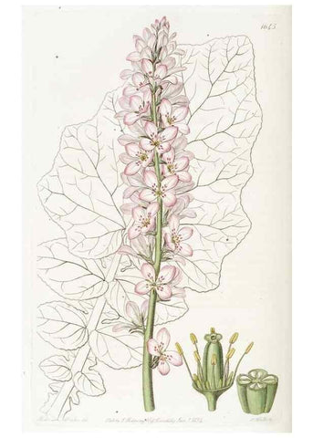 Reproducción/Reproduction 49822422003: Edwards's botanical register.. London :James Ridgway,1829-1847.. 