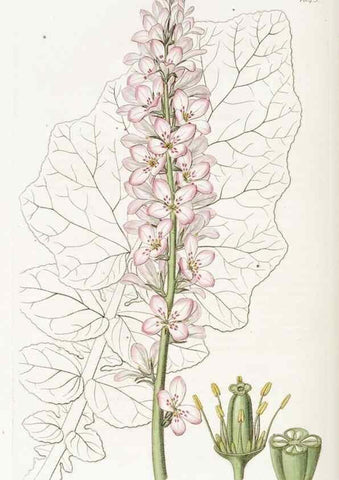 Reproducción/Reproduction 49822422003: Edwards's botanical register.. London :James Ridgway,1829-1847.. 