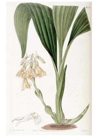 Reproducción/Reproduction 49822422353: Edwards's botanical register.. London :James Ridgway,1829-1847.. 