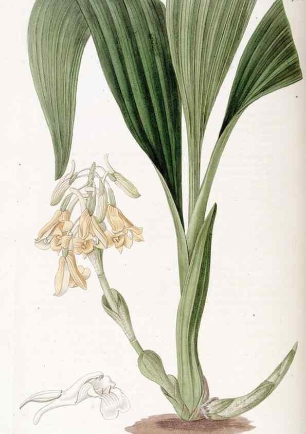Reproducción/Reproduction 49822422353: Edwards's botanical register.. London :James Ridgway,1829-1847.. 
