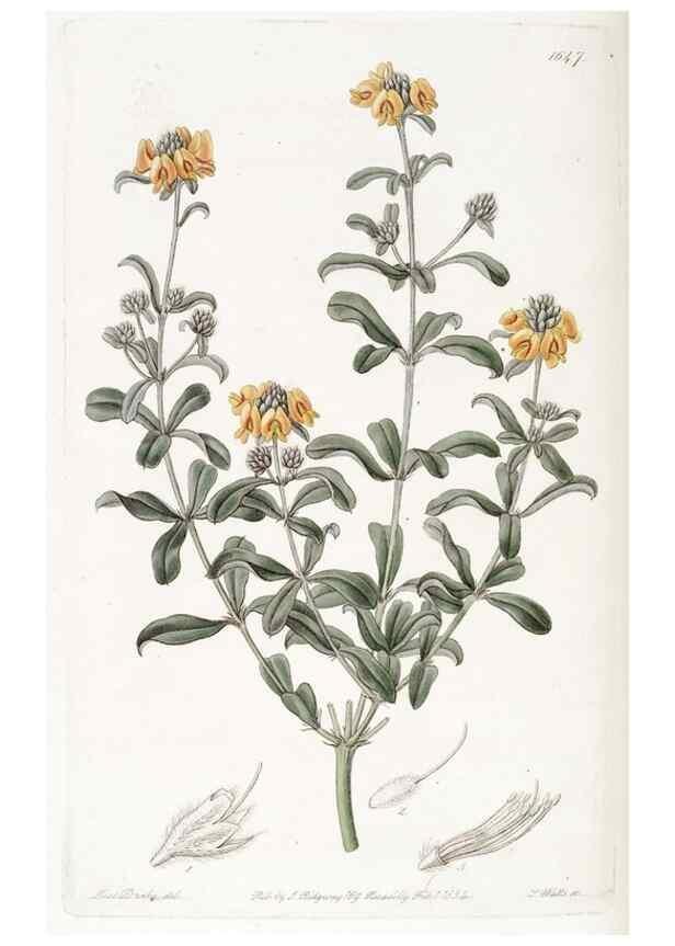 Reproducción/Reproduction 49823274002: Edwards's botanical register.. London :James Ridgway,1829-1847.. 