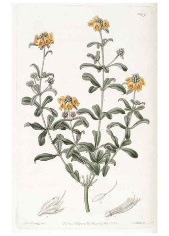 Reproducción/Reproduction 49823274002: Edwards's botanical register.. London :James Ridgway,1829-1847.. 