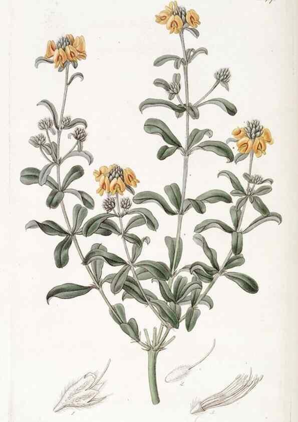 Reproducción/Reproduction 49823274002: Edwards's botanical register.. London :James Ridgway,1829-1847.. 