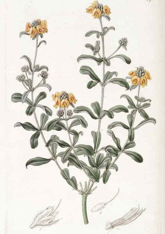 Reproducción/Reproduction 49823274002: Edwards's botanical register.. London :James Ridgway,1829-1847.. 