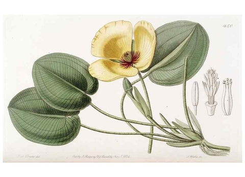 Reproducción/Reproduction 49823271327: Edwards's botanical register.. London :James Ridgway,1829-1847.. 