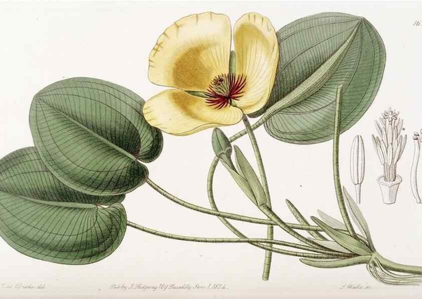 Reproducción/Reproduction 49823271327: Edwards's botanical register.. London :James Ridgway,1829-1847.. 