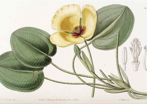 Reproducción/Reproduction 49823271327: Edwards's botanical register.. London :James Ridgway,1829-1847.. 
