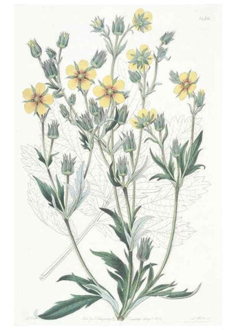 Reproducción/Reproduction 49825205891: Edwards's botanical register.. London :James Ridgway,1829-1847.. 