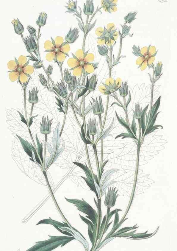 Reproducción/Reproduction 49825205891: Edwards's botanical register.. London :James Ridgway,1829-1847.. 