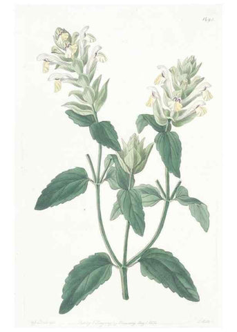 Reproducción/Reproduction 49825206131: Edwards's botanical register.. London :James Ridgway,1829-1847.. 
