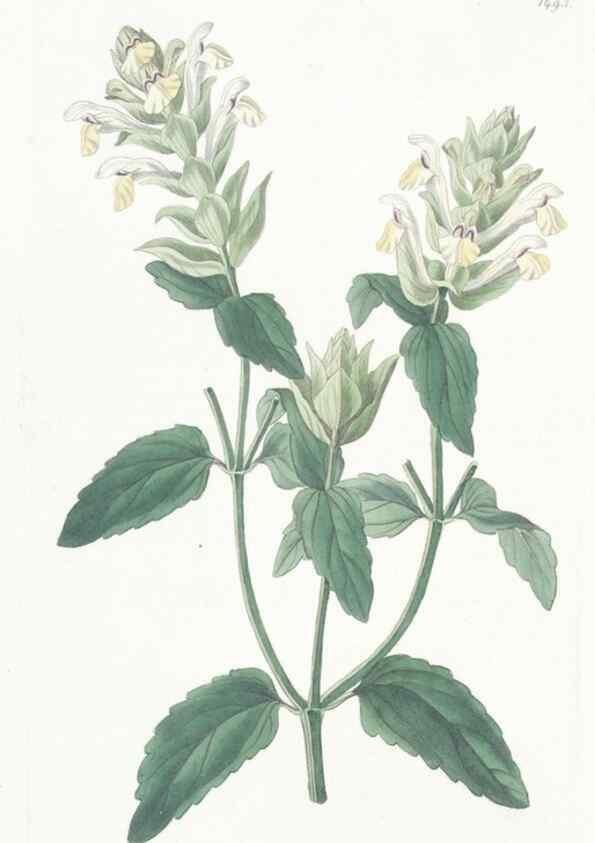 Reproducción/Reproduction 49825206131: Edwards's botanical register.. London :James Ridgway,1829-1847.. 