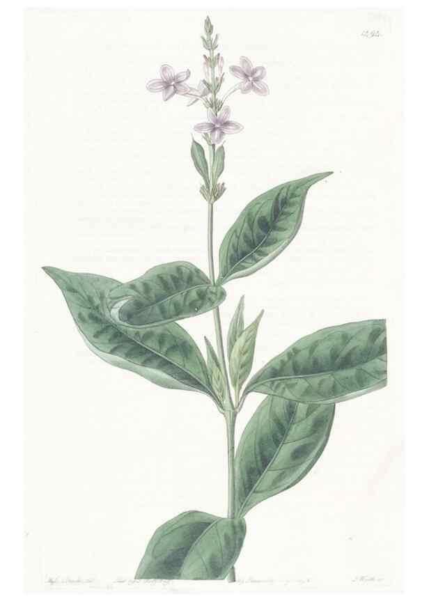 Reproducción/Reproduction 49825527347: Edwards's botanical register.. London :James Ridgway,1829-1847.. 