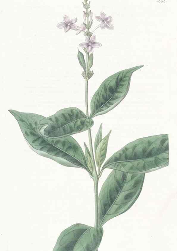 Reproducción/Reproduction 49825527347: Edwards's botanical register.. London :James Ridgway,1829-1847.. 