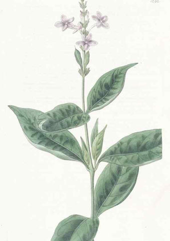 Reproducción/Reproduction 49825527347: Edwards's botanical register.. London :James Ridgway,1829-1847.. 