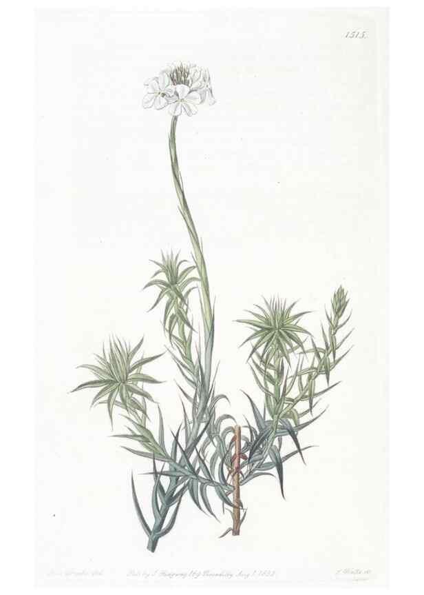 Reproducción/Reproduction 49824678533: Edwards's botanical register.. London :James Ridgway,1829-1847.. 