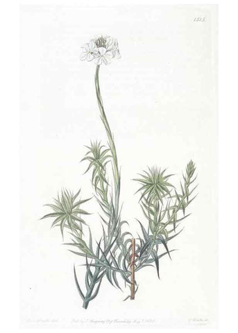Reproducción/Reproduction 49824678533: Edwards's botanical register.. London :James Ridgway,1829-1847.. 