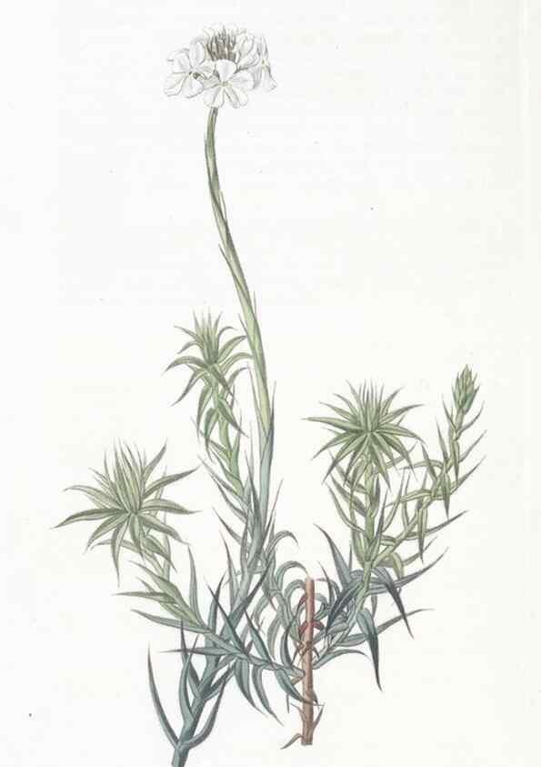 Reproducción/Reproduction 49824678533: Edwards's botanical register.. London :James Ridgway,1829-1847.. 