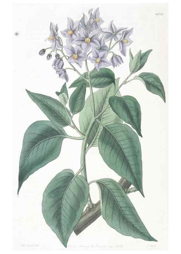 Reproducción/Reproduction 49825211536: Edwards's botanical register.. London :James Ridgway,1829-1847.. 