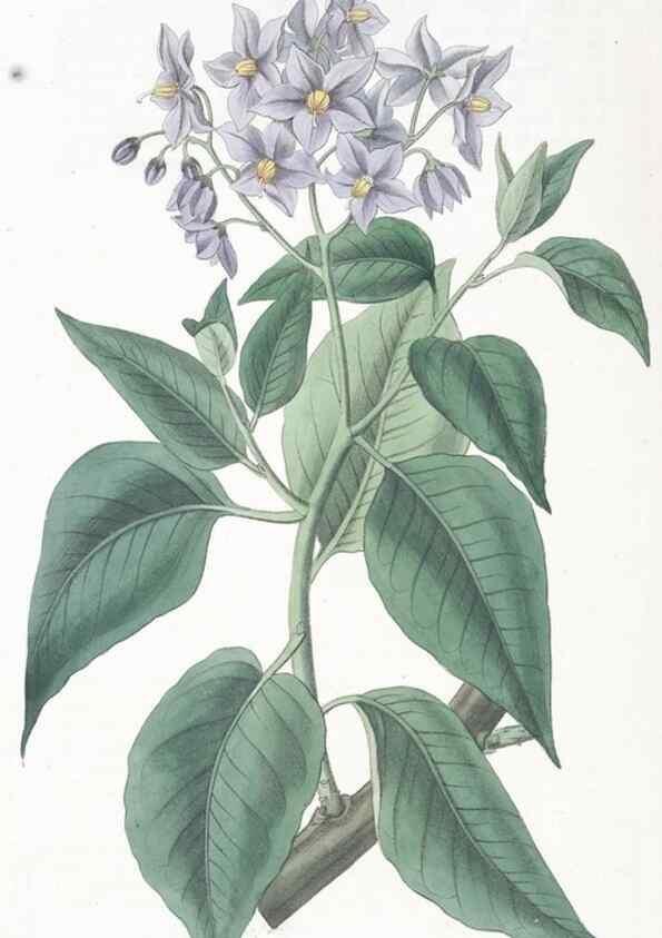 Reproducción/Reproduction 49825211536: Edwards's botanical register.. London :James Ridgway,1829-1847.. 
