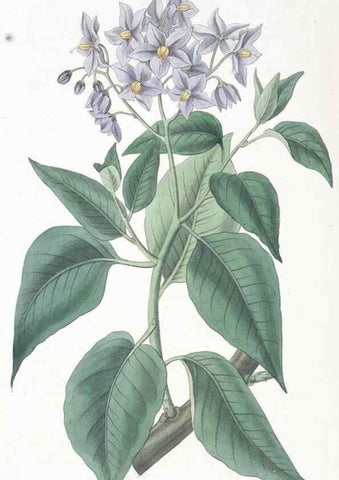 Reproducción/Reproduction 49825211536: Edwards's botanical register.. London :James Ridgway,1829-1847.. 